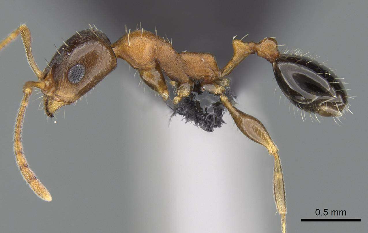 Image of <i>Royidris peregrina</i>