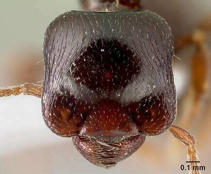 Imagem de Phalacromyrmex