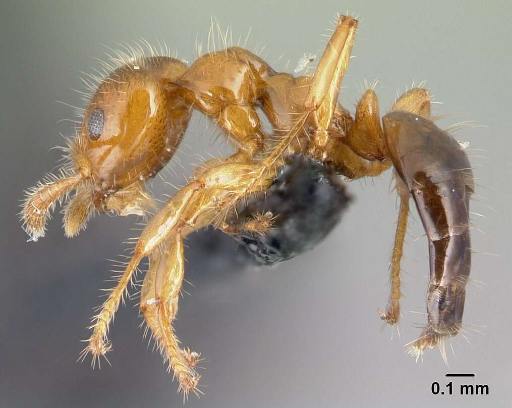 Image of Petalomyrmex