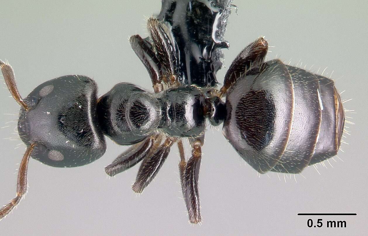 Image of Aphomomyrmex