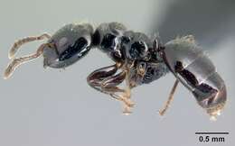 Image of Aphomomyrmex