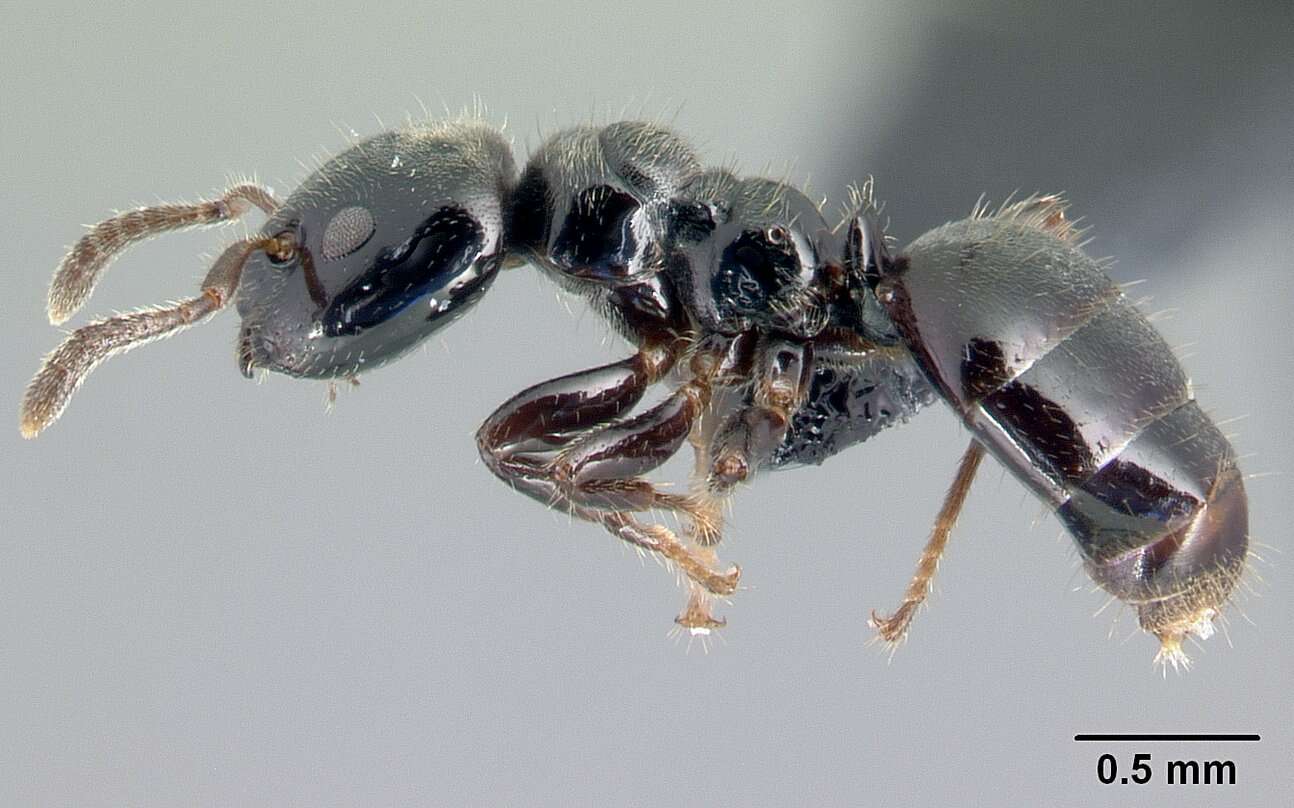 Image of Aphomomyrmex