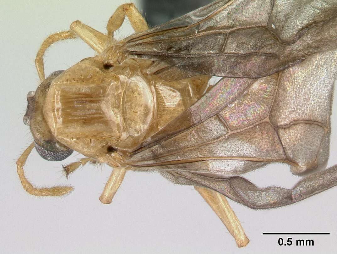 Image of Petalomyrmex