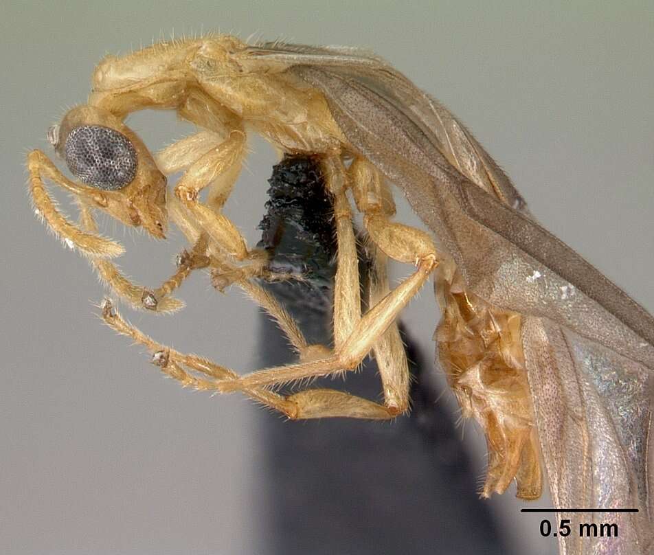 Image of Petalomyrmex