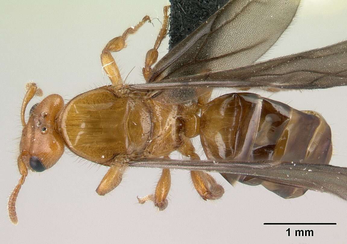 Image of Petalomyrmex