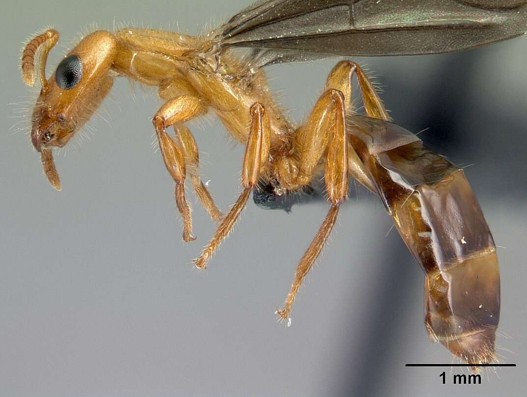 Image of Petalomyrmex