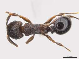 Image of Tetramorium weitzeckeri Emery 1895