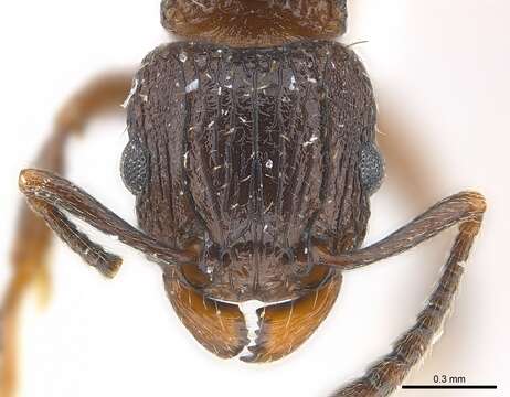 Image of Tetramorium weitzeckeri Emery 1895