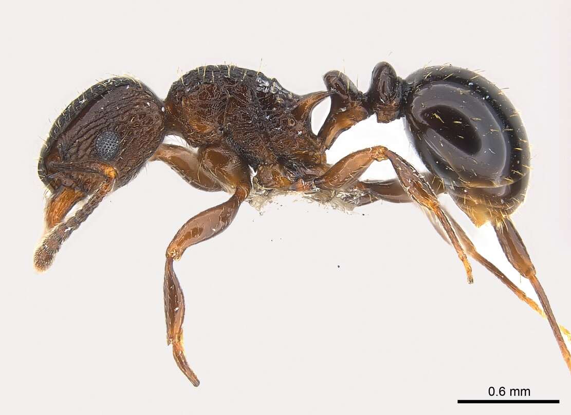 Image of Tetramorium weitzeckeri Emery 1895