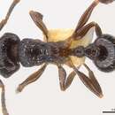 Image of Tetramorium zonacaciae (Weber 1943)