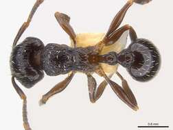 Image of Tetramorium zonacaciae (Weber 1943)