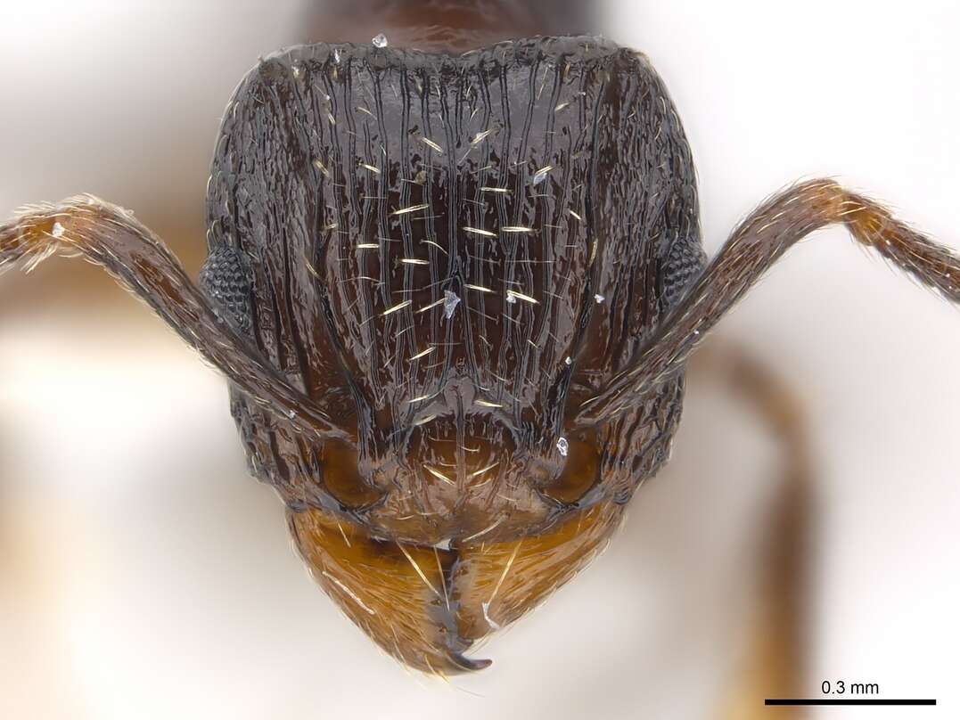 Image of Tetramorium zonacaciae (Weber 1943)