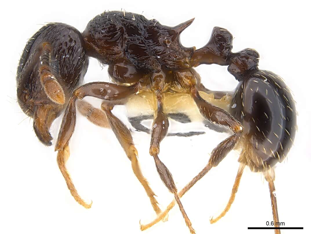 Image of Tetramorium zonacaciae (Weber 1943)