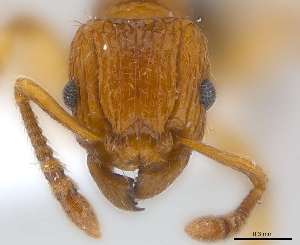 Image of Tetramorium pinnipilum Bolton 1980