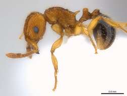 Image of Tetramorium pinnipilum Bolton 1980