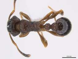 Image of Tetramorium edouardi Forel 1894