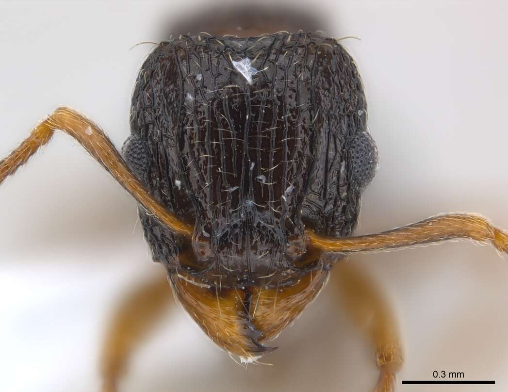 Image of Tetramorium edouardi Forel 1894