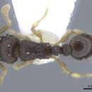 Image of Tetramorium minimum (Bolton 1976)