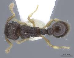 Image of Tetramorium minimum (Bolton 1976)