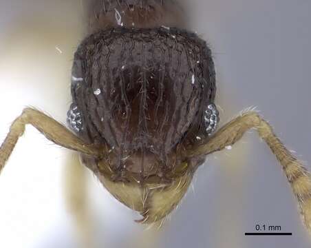 Image of Tetramorium minimum (Bolton 1976)