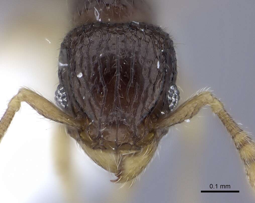 Image of Tetramorium minimum (Bolton 1976)