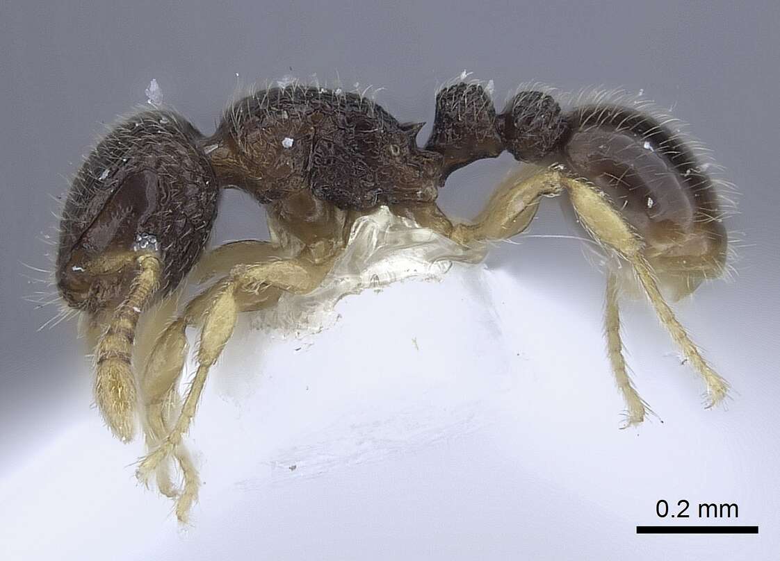 Image of Tetramorium minimum (Bolton 1976)