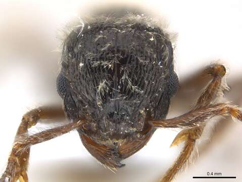 Image of Tetramorium gabonense (Andre 1892)