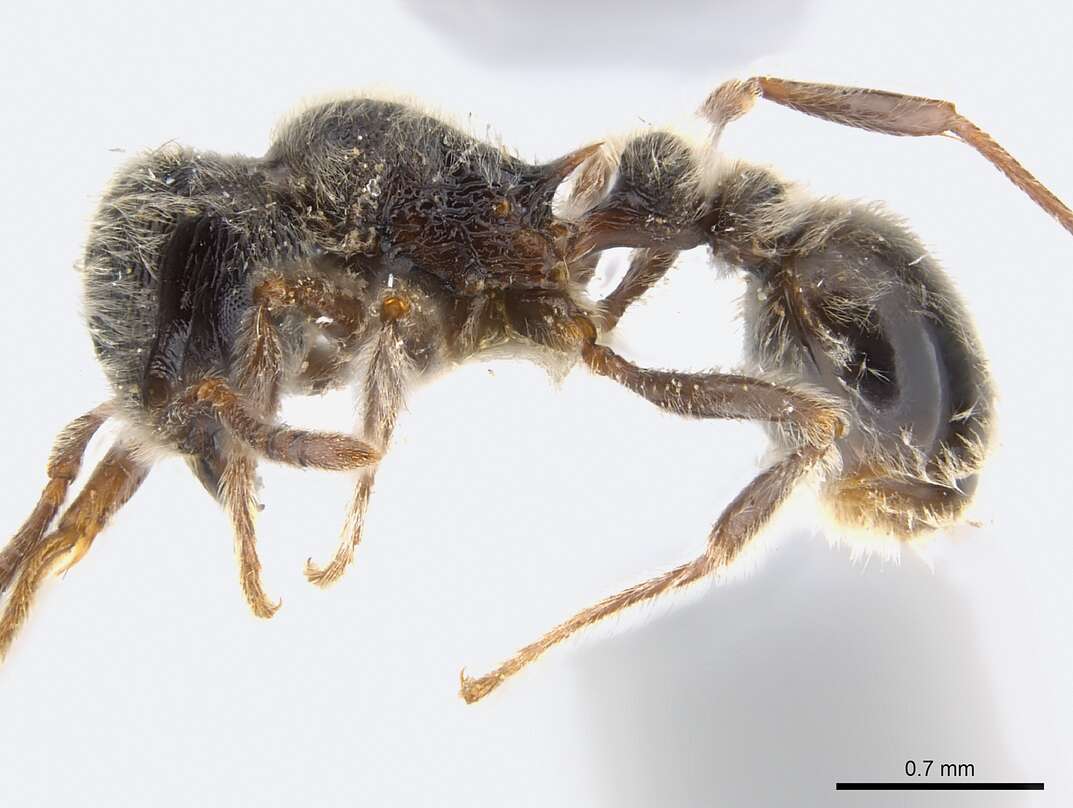 Image of Tetramorium gabonense (Andre 1892)