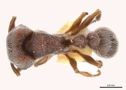 Image of Tetramorium rothschildi (Forel 1907)