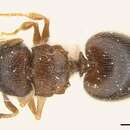 Image of Meranoplus inermis Emery 1895