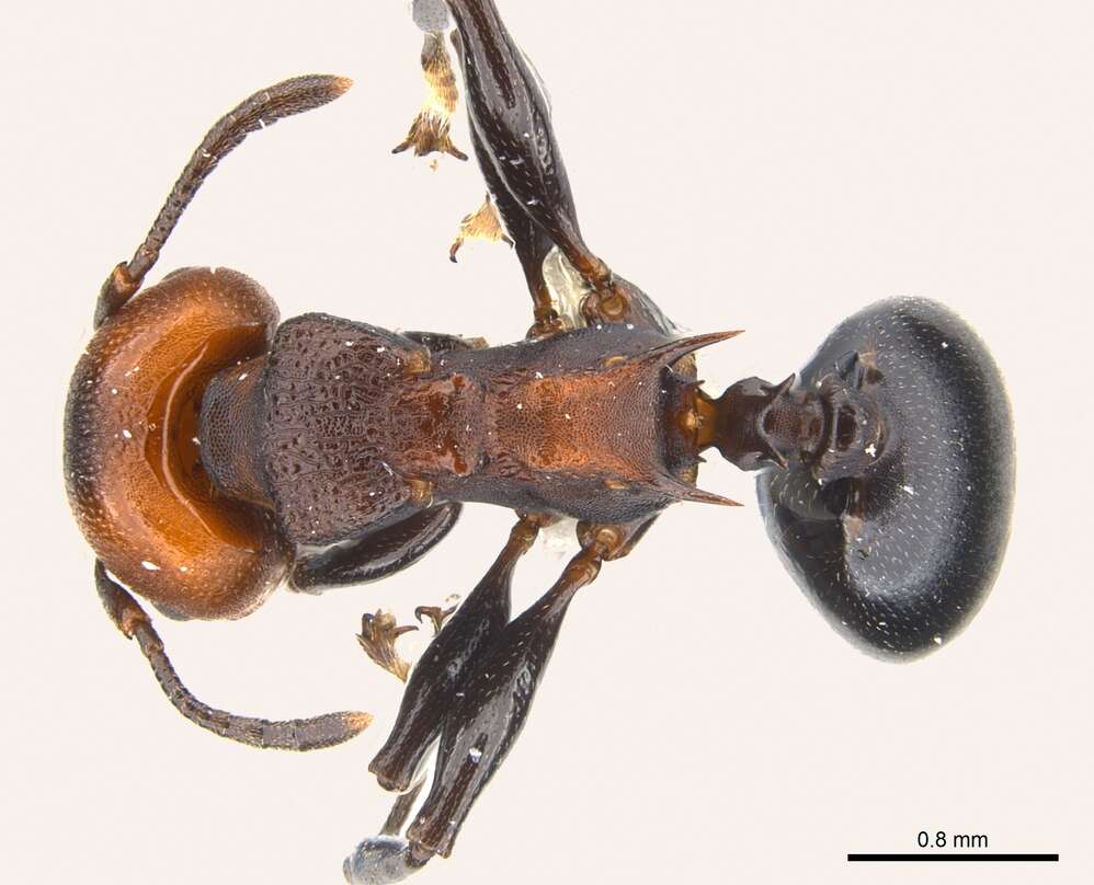 Image of Atopomyrmex mocquerysi Andre 1889