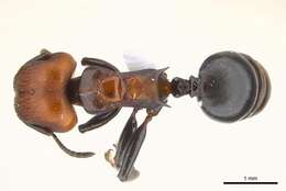 Image of Atopomyrmex mocquerysi Andre 1889