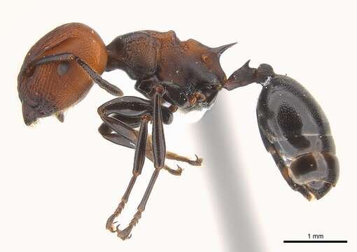 Image of Atopomyrmex mocquerysi Andre 1889