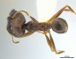 Image of Pheidole aurivillii Mayr 1896