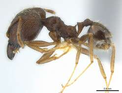 Image of Pheidole aurivillii Mayr 1896