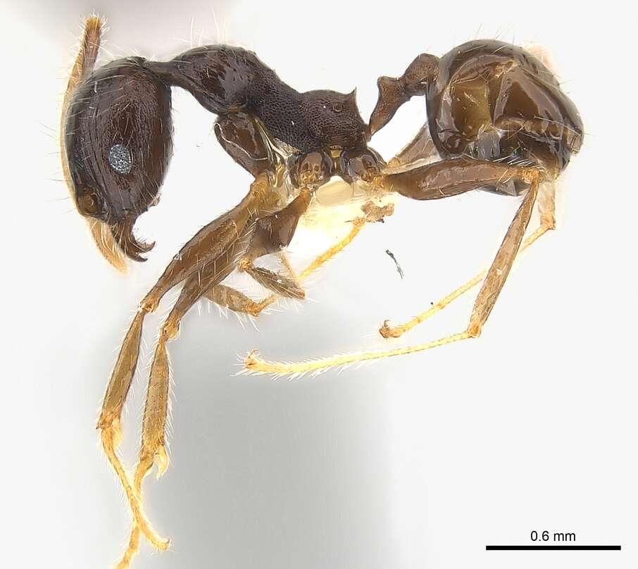 Image of Pheidole aurivillii Mayr 1896