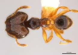 Image of Pheidole nigeriensis Santschi 1914