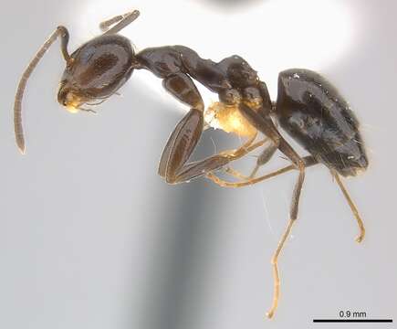 Image of Technomyrmex camerunensis