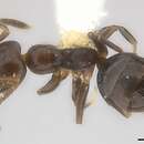 Image of Axinidris bidens Shattuck 1991