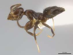 Image of Axinidris