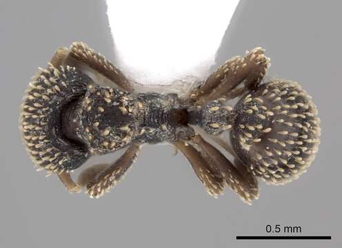 Calyptomyrmex duhun Bolton 1981的圖片