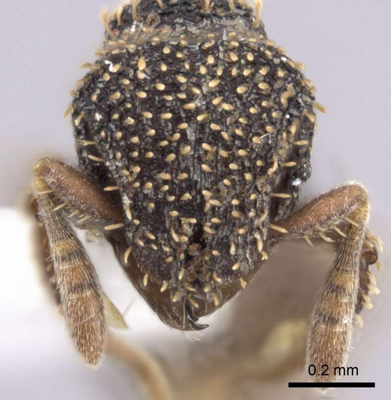 Image of Calyptomyrmex duhun Bolton 1981