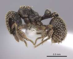 Image of Calyptomyrmex duhun Bolton 1981