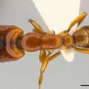 Image of Dorylus affinis Shuckard 1840