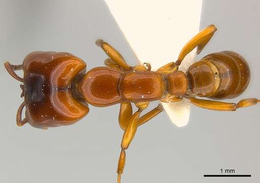 Image of Driver ants