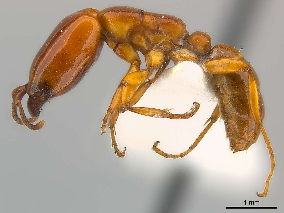 Image of Driver ants