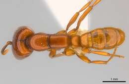 Image of Driver ants