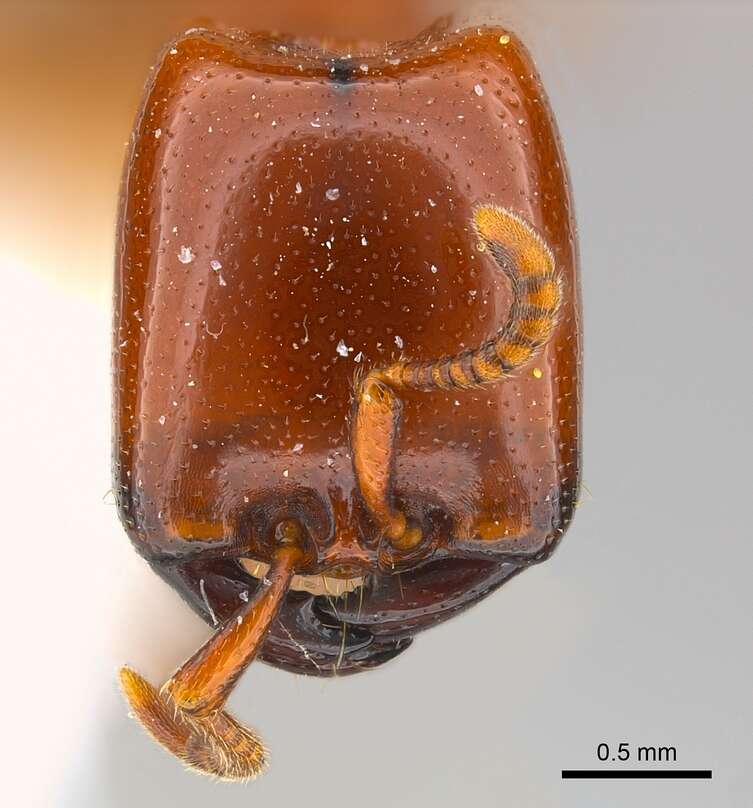 Image of Driver ants