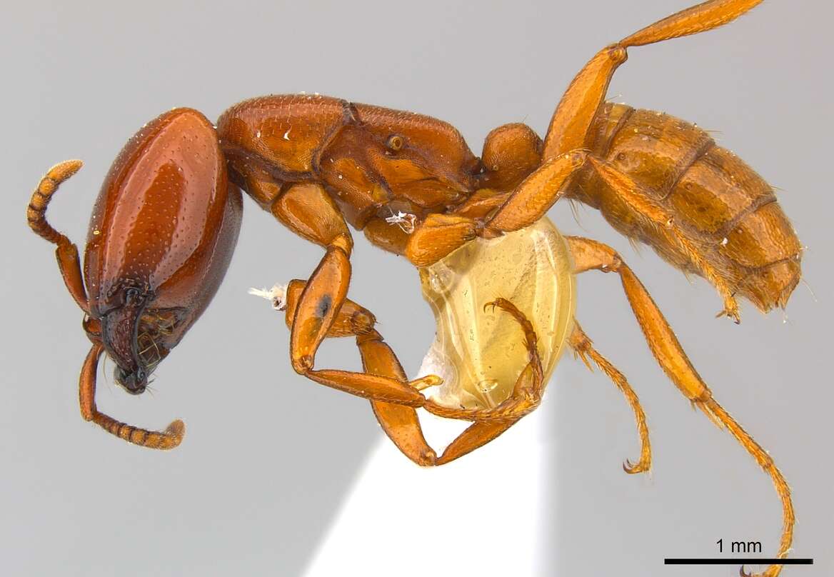 Image of Driver ants