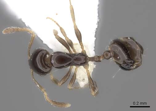 Monomorium rosae Santschi 1920的圖片